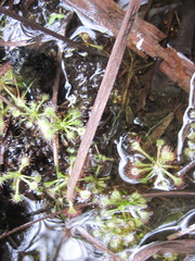 Drosera capillaris