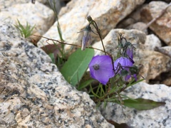 Campanula rotundifolia