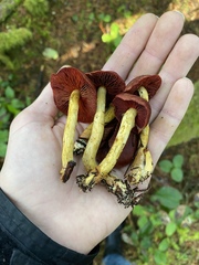 Cortinarius smithii