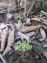 Drosera capillaris