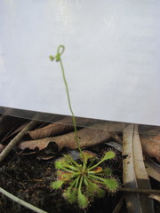 Drosera capillaris