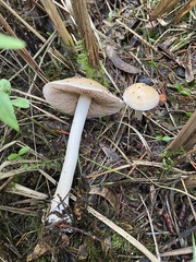 Hebeloma incarnatulum