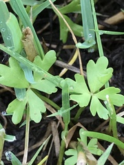 Ranunculus amphitrichus