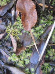 Drosera capillaris