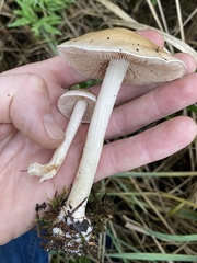 Hebeloma incarnatulum