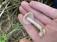 Hebeloma incarnatulum