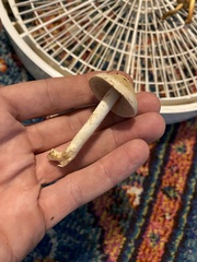 Hebeloma incarnatulum