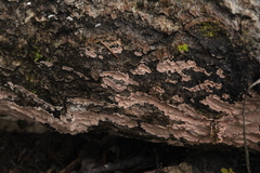 Corticium roseum