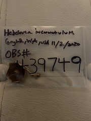 Hebeloma incarnatulum