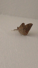Oxyodes scrobiculata