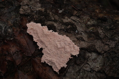 Corticium roseum