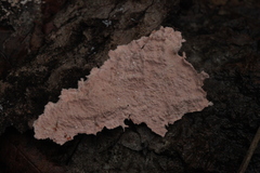 Corticium roseum
