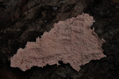 Corticium roseum