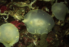 Cadlina laevis