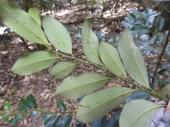 Diospyros australis
