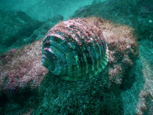 Grinning Tun Snail