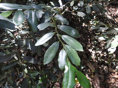 Diospyros australis
