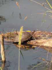 Trachemys venusta venusta