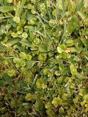 Hydrocotyle microphylla