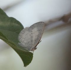 Spalgis lemolea lemolea