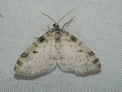 Lobophora nivigerata