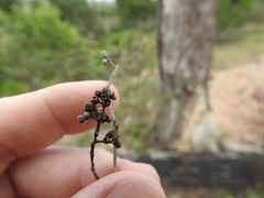 Eucalyptus raveretiana