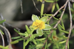 Hibbertia stricta