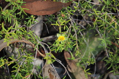 Hibbertia stricta