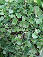 Hydrocotyle microphylla