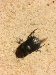 Dichotomius colonicus