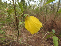 Hibiscus divaricatus