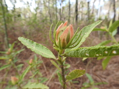 Hibiscus divaricatus