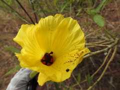 Hibiscus divaricatus