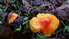 Hygrocybe