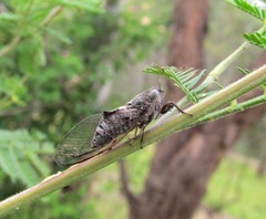 Atrapsalta corticina