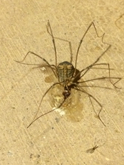 Trachyrhinus marmoratus