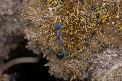 Myrmecia arnoldi