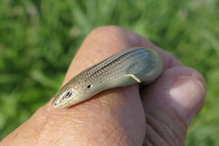 Chalcides chalcides