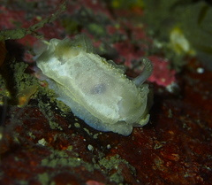 Goniodoris nodosa