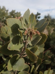 Arctostaphylos canescens sonomensis