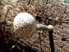 Xylaria fockei