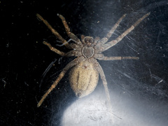 Thanatus mikhailovi
