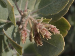 Arctostaphylos canescens sonomensis