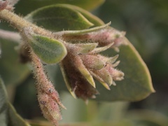 Arctostaphylos canescens sonomensis