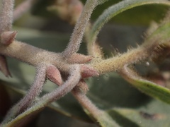 Arctostaphylos canescens sonomensis
