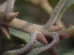Arctostaphylos canescens sonomensis