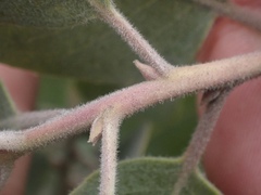 Arctostaphylos canescens sonomensis
