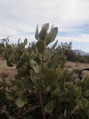 Arctostaphylos canescens sonomensis