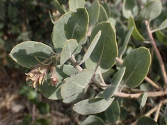 Arctostaphylos canescens sonomensis