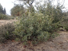 Arctostaphylos canescens sonomensis
